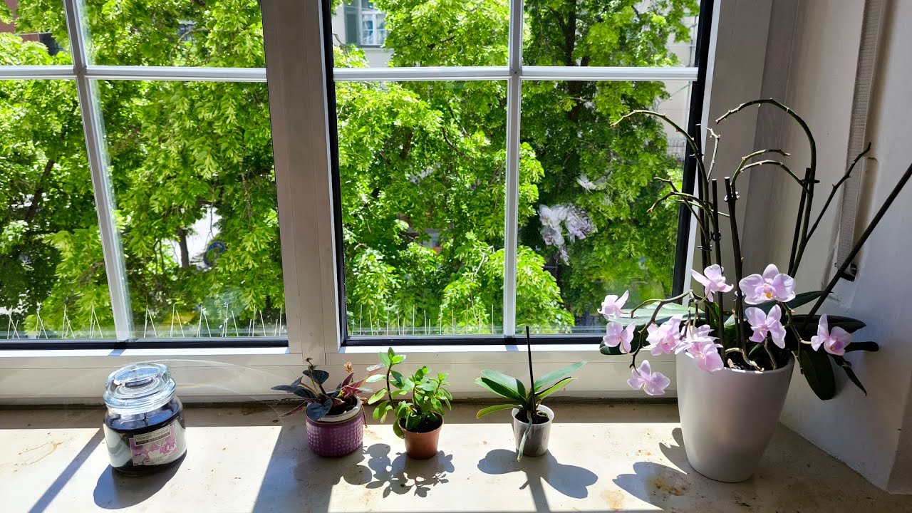 Вечерний стрём. Где Хани и кем он оказался. Марина Снова, Бишимбаев, Кристина Мотиватор и тд