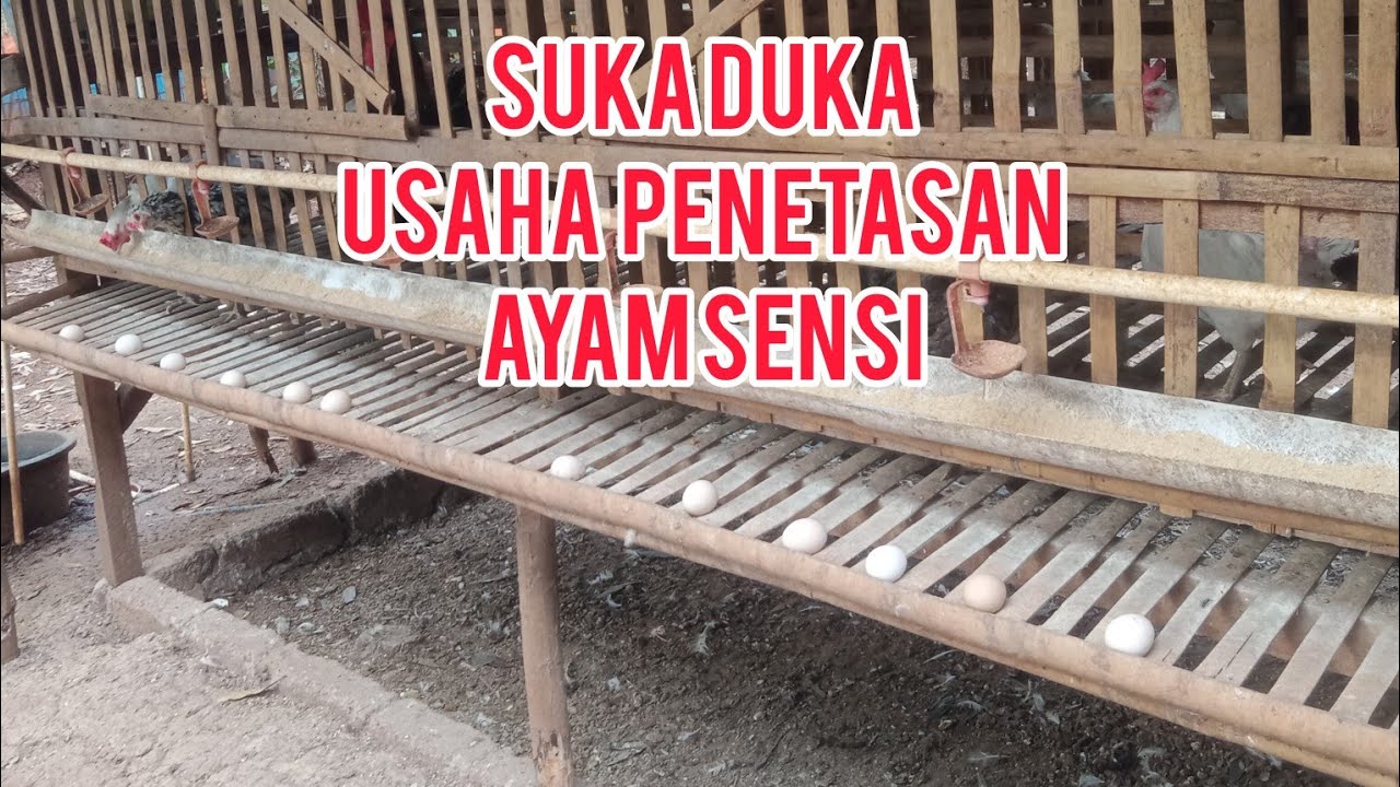 Sukaduka usaha PENETASAN ayam SENSI