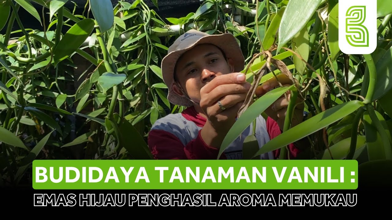 BUDIDAYA TANAMAN VANILI : EMAS HIJAU PENGHASIL AROMA MEMUKAU!