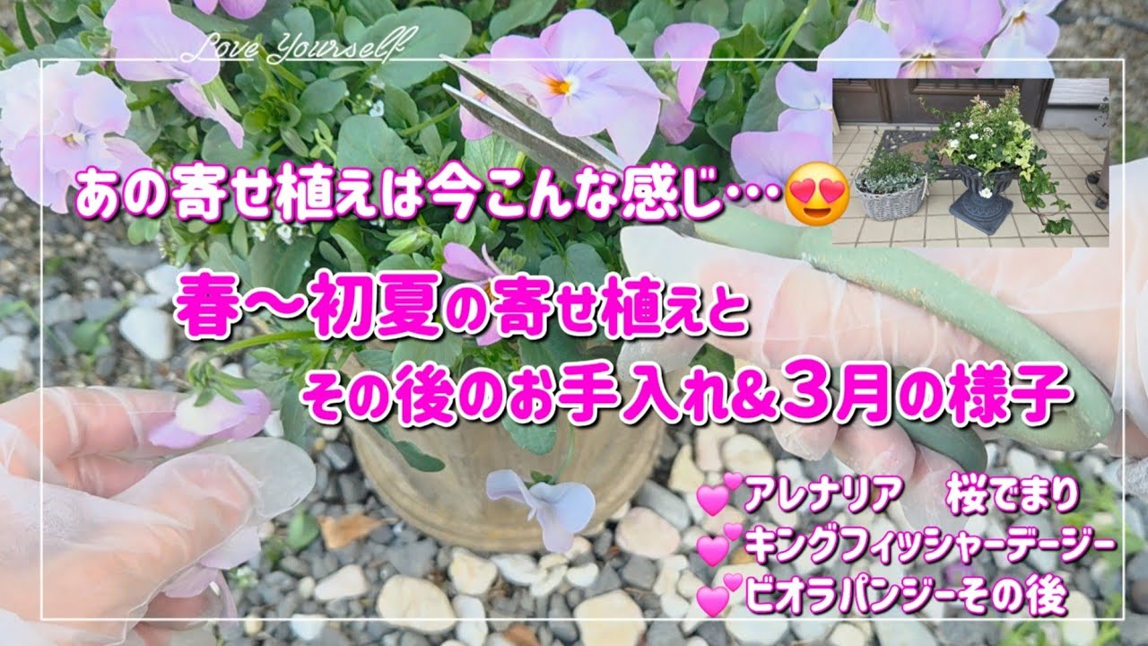【春～初夏寄せ植え】置きやすい小さな寄せ植えも💕お手入れして綺麗を保とうね😋
