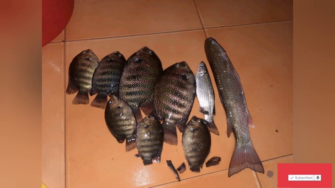 how we catch Pearlspot ? #karimeencurry #karimeen #fishing #കരിമീൻ #கரிமீன் #Green chromide