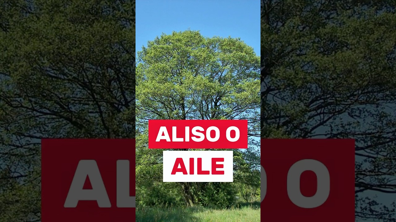 Aliso o Aile &Aacute;rbol Hermoso y Gigante🌲🌳 #plantas #arbolesnativos #jardin #reforestacion #naturaleza