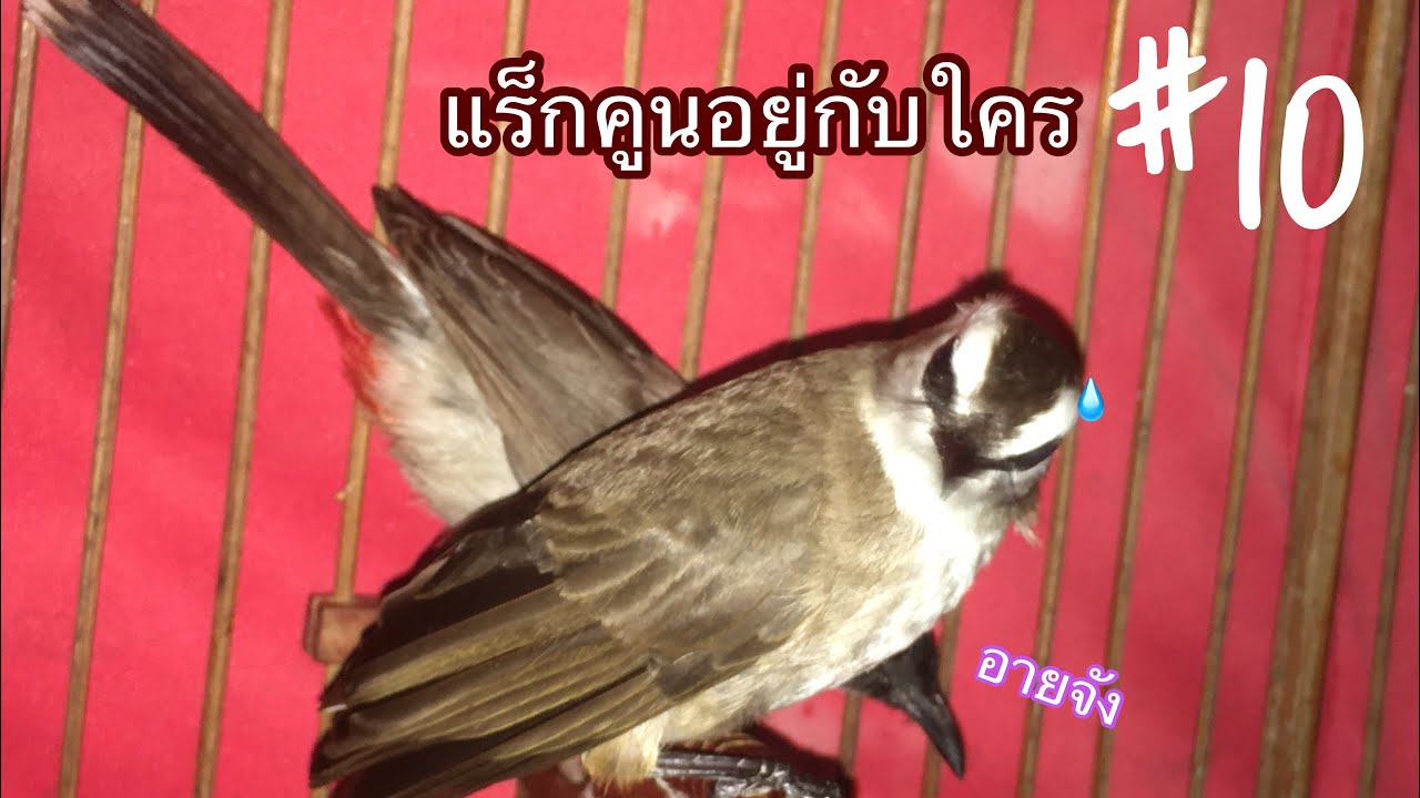 นกปรอดหน้านวล #เจ้าแร็กคูน ep.10 แร็กคูนอยู่กับใคร??