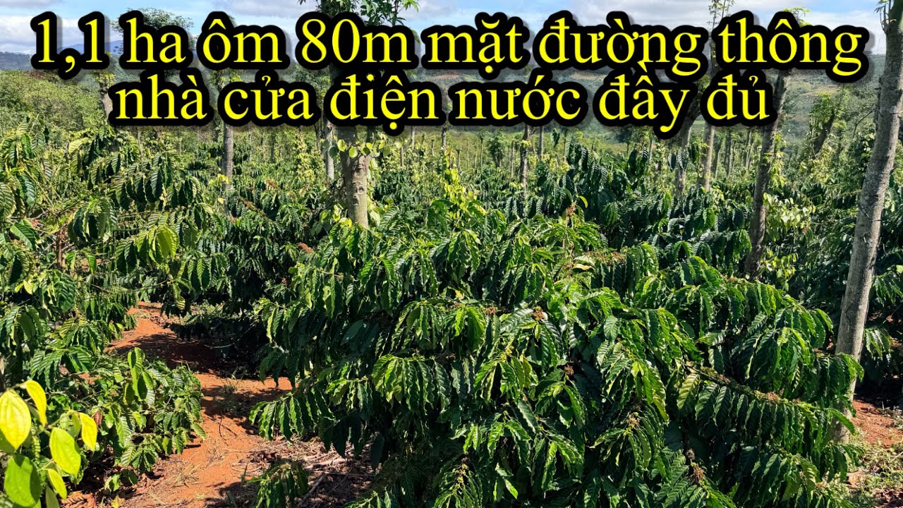 1,1ha cafe xen tiêu ôm hơn 80m mặt đường thông oto vô tận nơi nhà cửa điện nước ao hồ máy ông đầy đủ