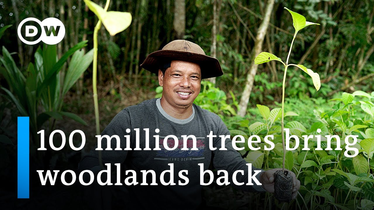 Indonesia: 100 million trees for Borneo | Global Ideas