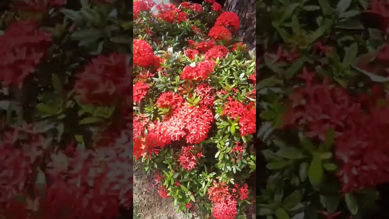 LINDA IXORIA!