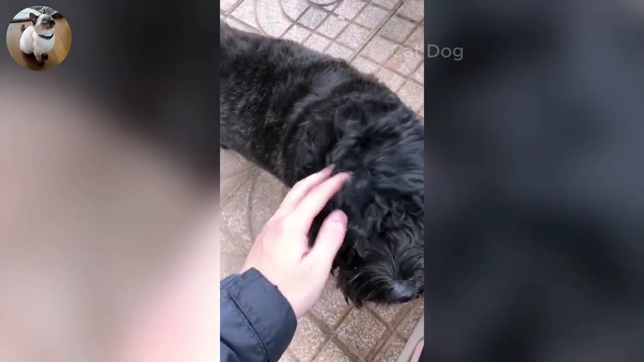 Funniest Cats and Dogs Videos 2026🐈🐕Try Not To Laugh😜 Part 58