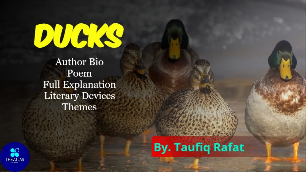 Ducks by Taufiq Rafat | Ducks | Taufiq Rafat | Poem analysis | Toufiq | The Atlas of Ideas