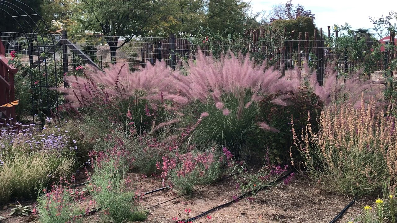 Muhlenbergia Pink Flamingo with Monarchs