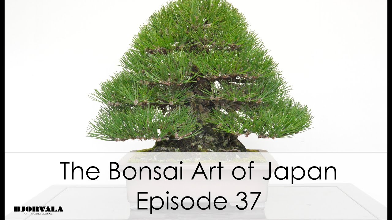 The Bonsai Art of Japan - Episode 37