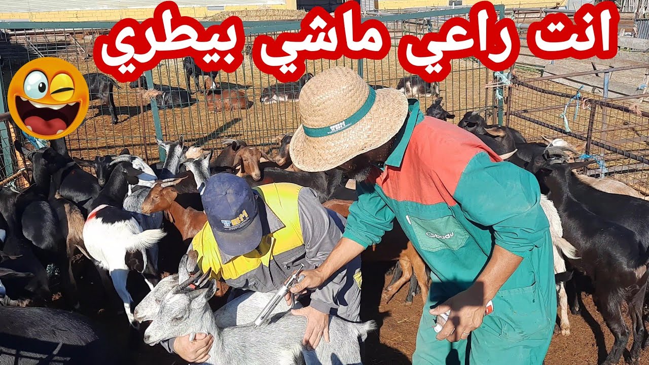 تلقيح الماعز ضد المرارة و الدواء المستعمل لتفادي الامراض و الموت المفاجىء
