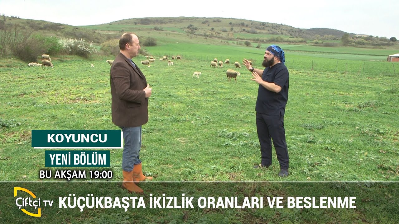 Küçükbaş Hayvanlarda İkizlik Oranları - KOYUNCU #hayvancılık #besicilik #küçükbaş