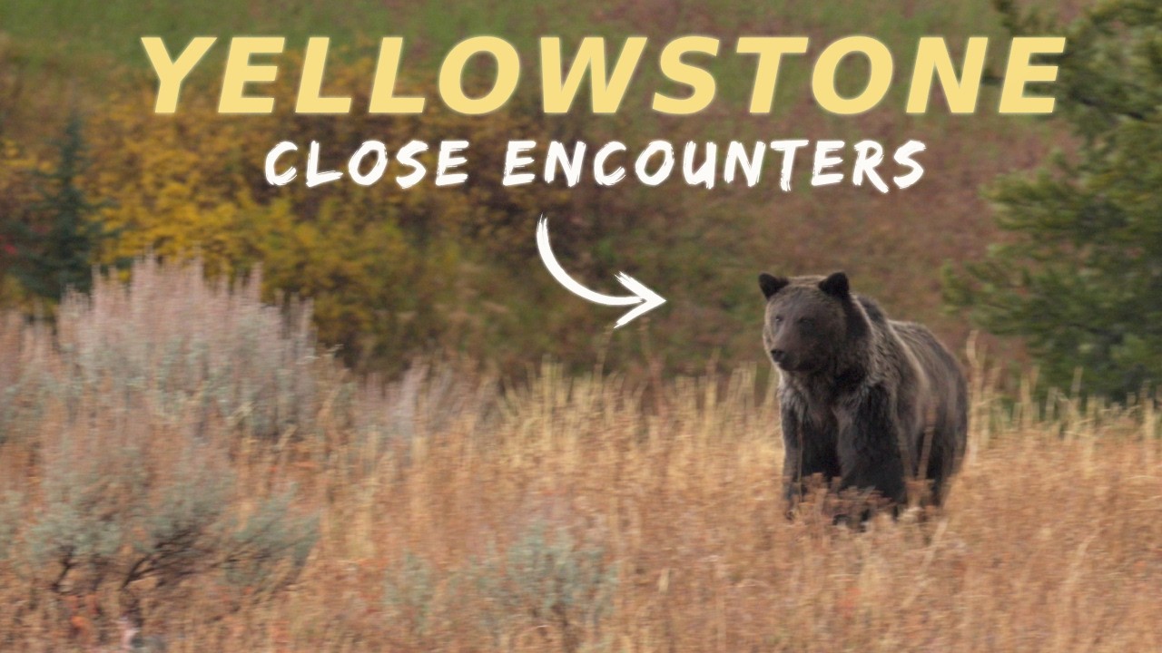 Move over Marty Stouffer, this is MY wild America!