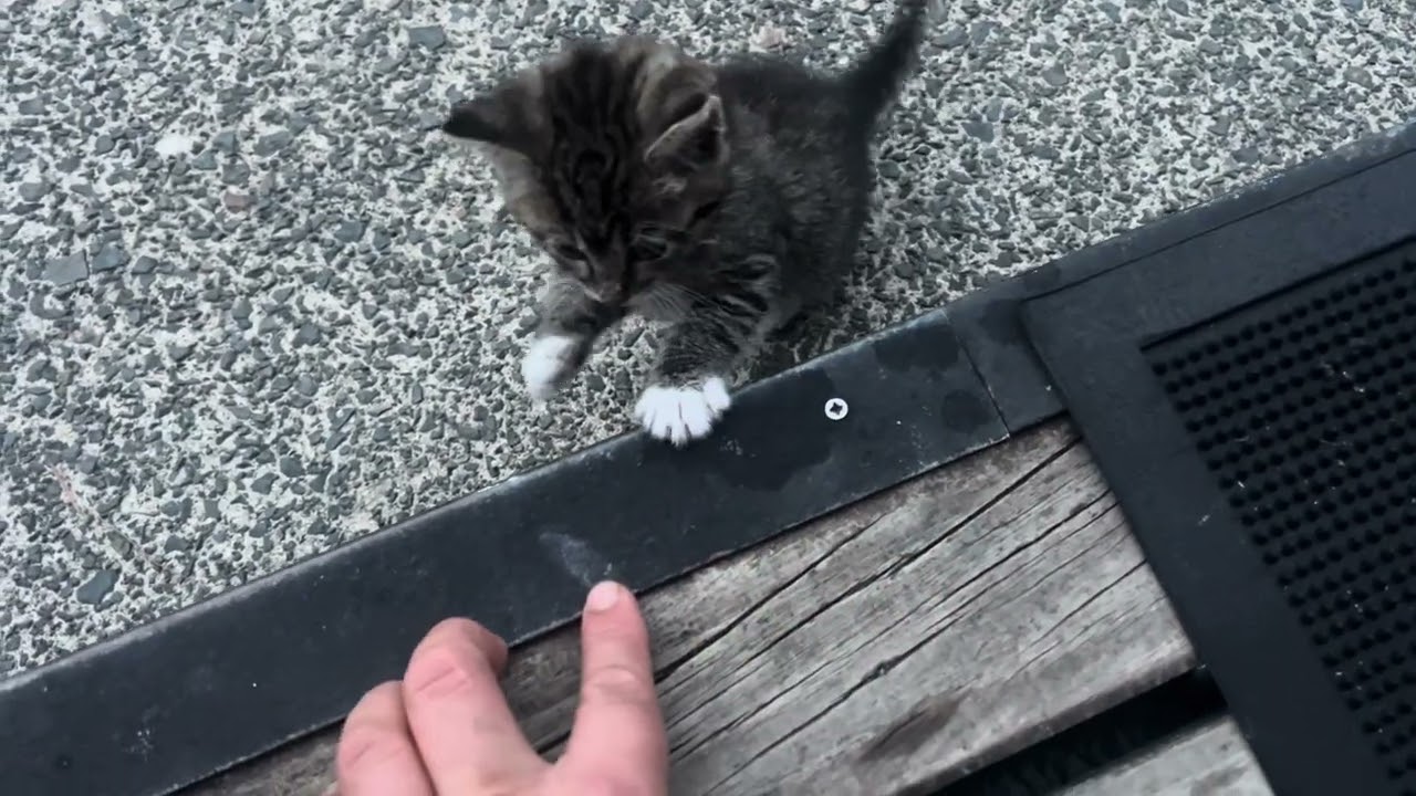 Kitten trying to hunt ￼