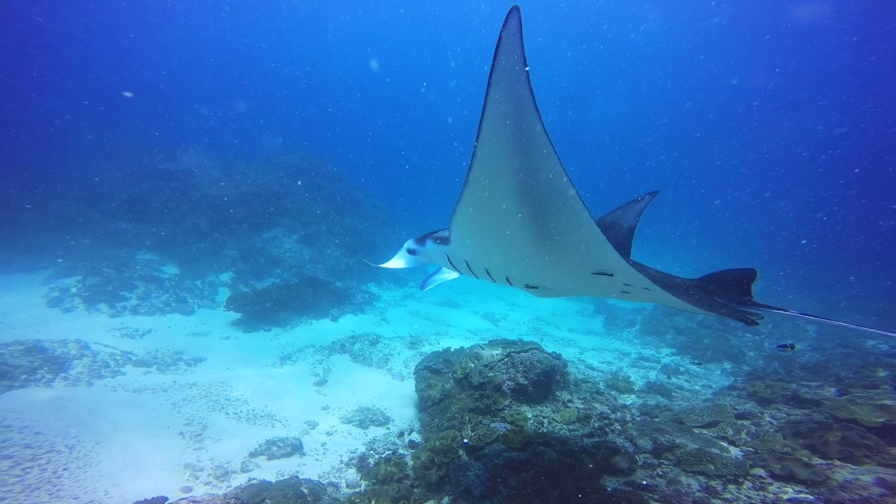 Dive with Manta at BALI DIVE TREK