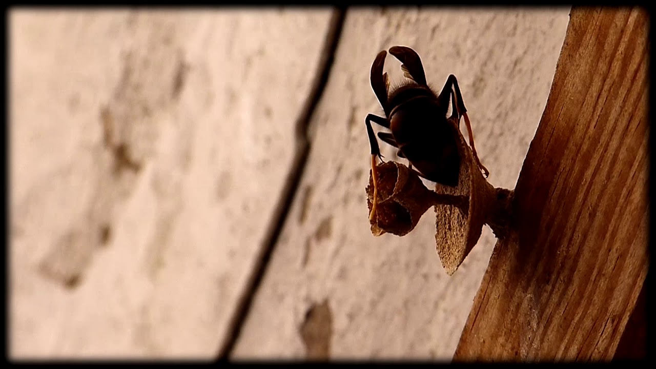 Les insectes entretiennent la vibration du monde