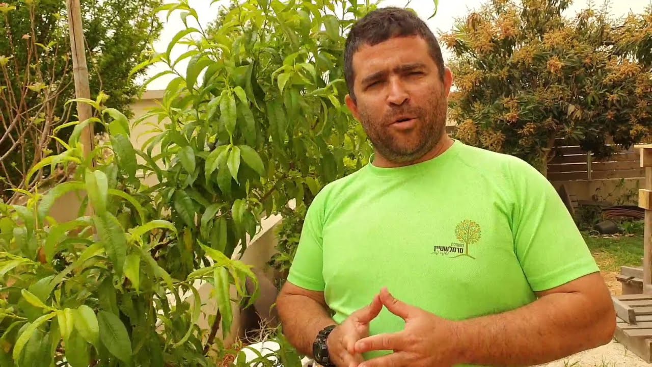 חלק 2 טיפול בעץ פרי עם כנימות