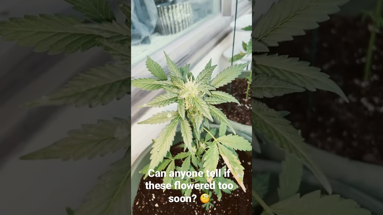 Ak-47 auto growth plant , snoop doggs favourite strain