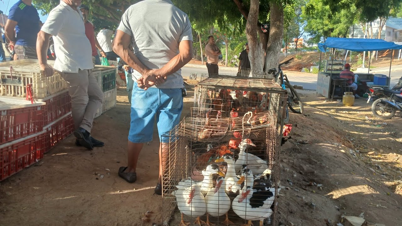 FEIRA DAS GALINHAS EM PALMEIRA DOS ÍNDIOS ALAGOAS 31/01/2026