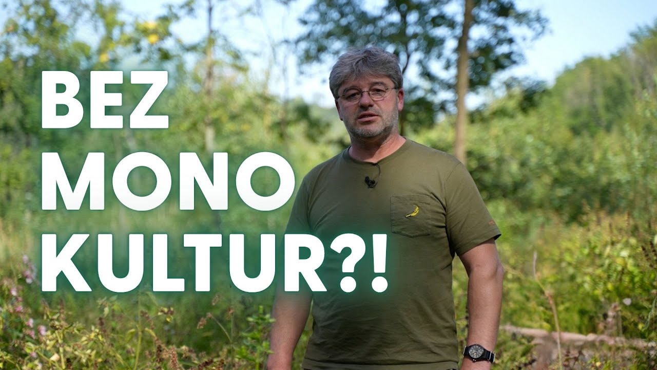 Pestr&yacute; les, zdrav&yacute; les | Lesy jinak #2