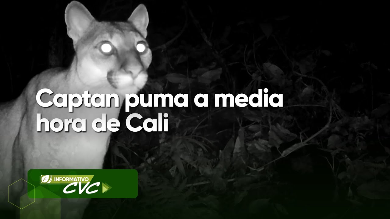 Captan puma a media hora de Cali