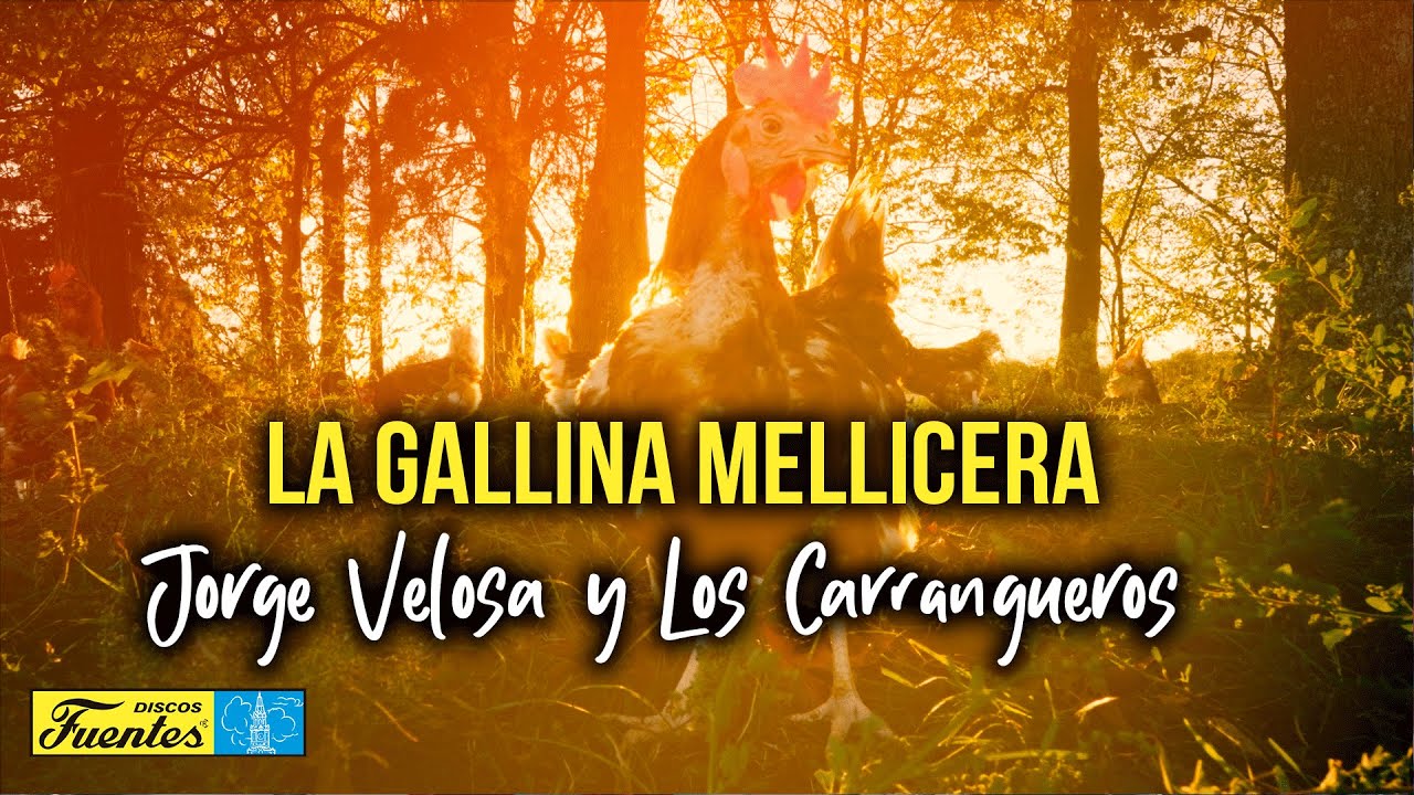 Jorge Velosa & Los Carrangueros - La Gallina Mellicera (Video Letra) | Discos Fuentes