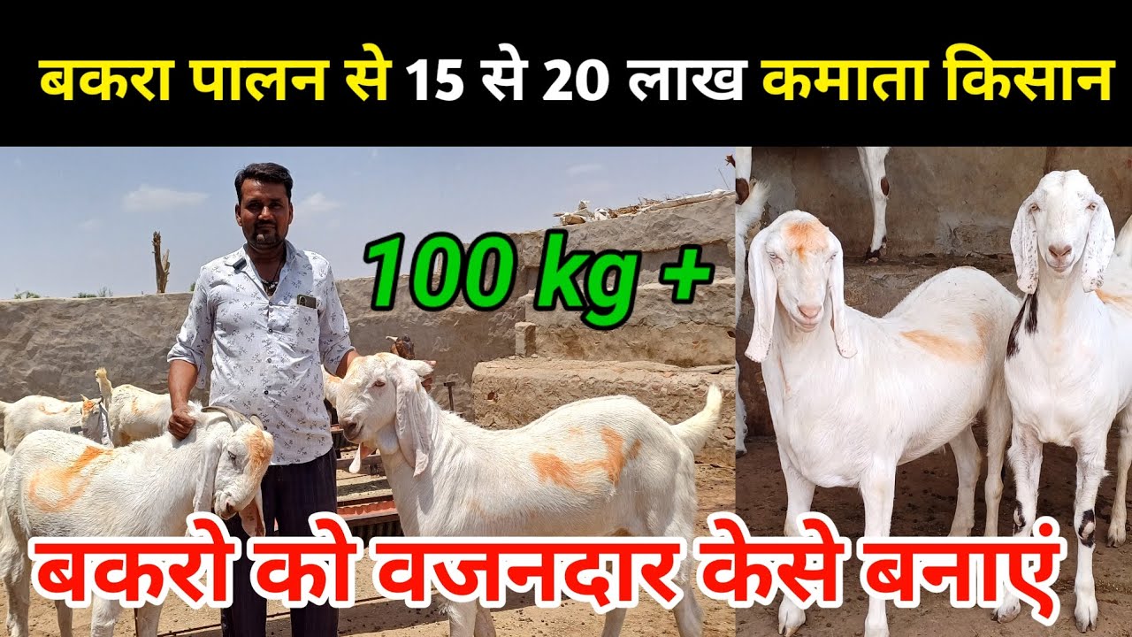 बकरा पालन से 15 से 20 लाख कमाता किसान 100kg+ बकरो को वजनदार केसे बनाएं #बकरापालन #बकरी #बकरा #gpgoat