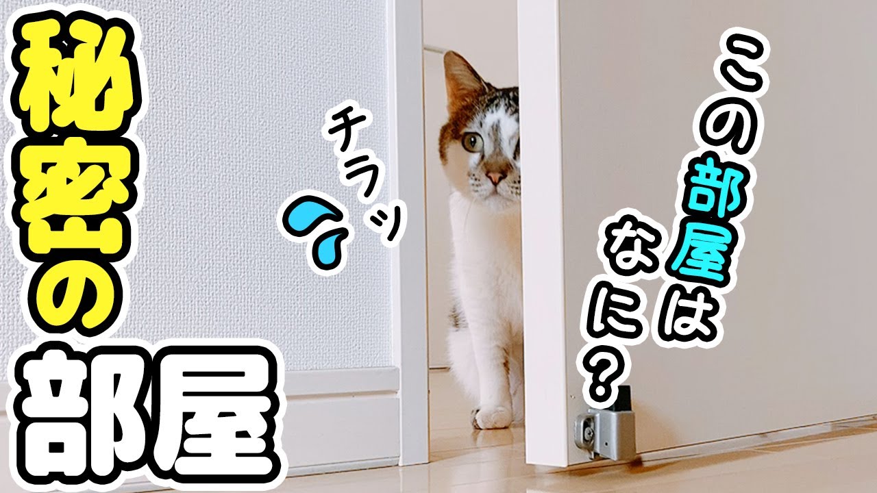 パパの秘密の部屋に入りたくて仕方がない愛猫が可愛い