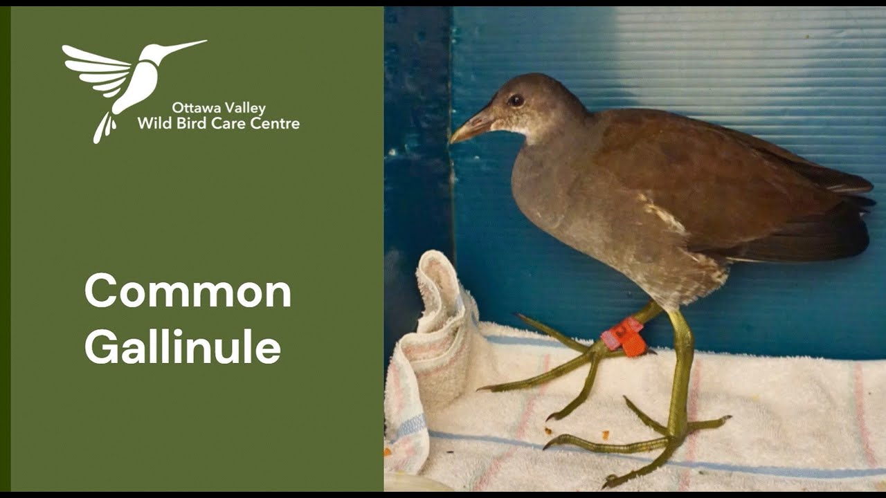 Gallinule release!