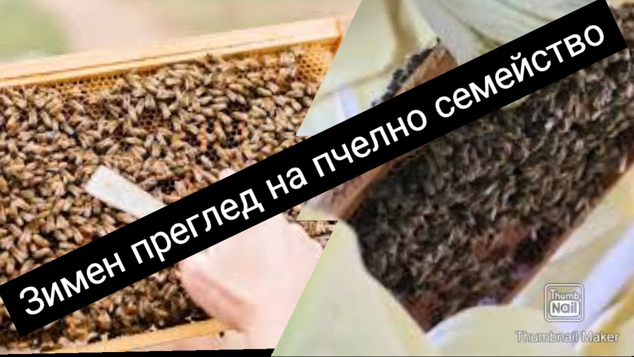 Зимен преглед на пчелно семейство. Подхранване с правилната твърда храна.