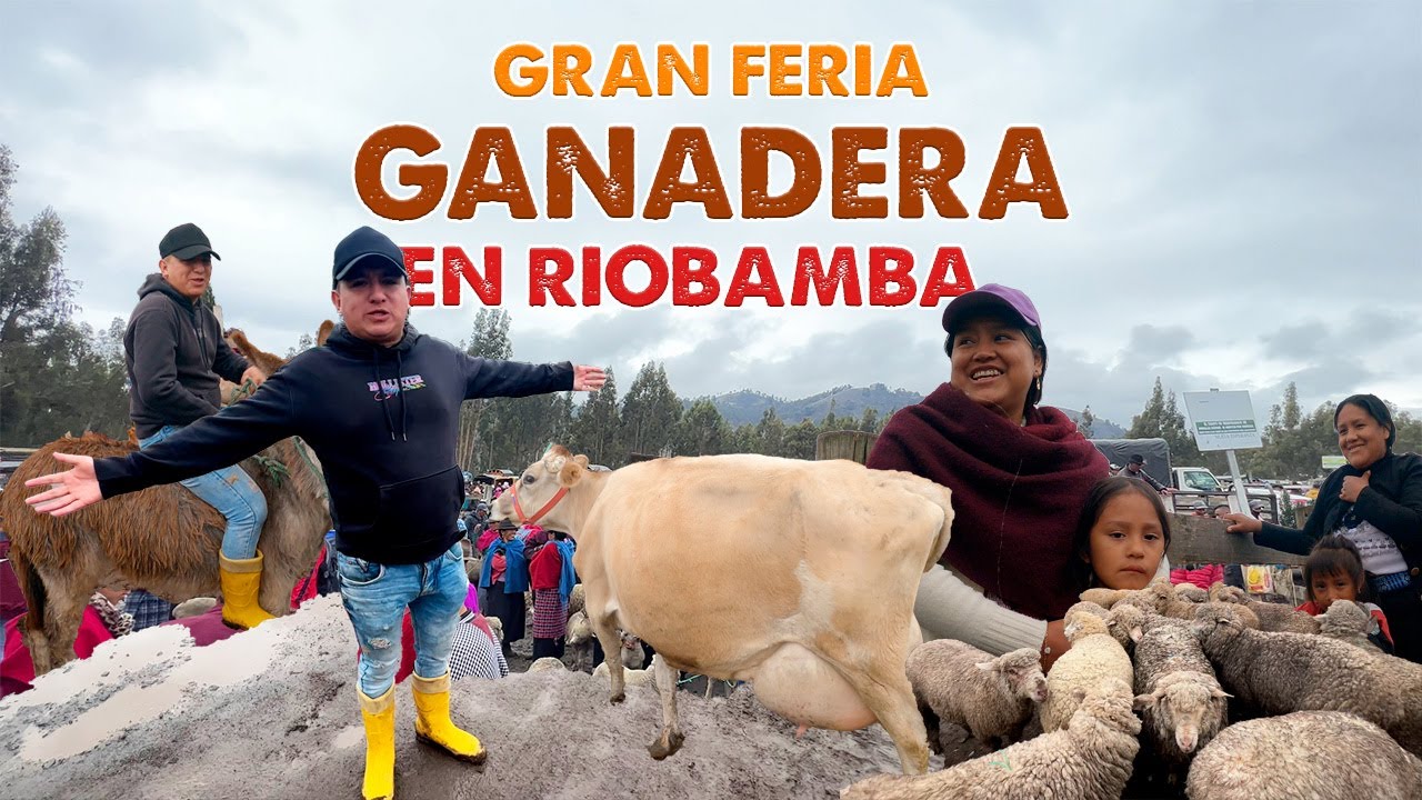 MI PRIMERA VEZ  EN LA  ENORME FERIA GANADERA 🐄 🐮 DE CALPI - RIOBAMBA I  GEO LEMA