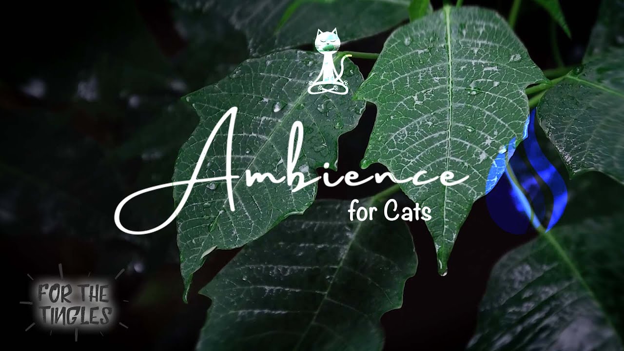 Relaxing Ambience For Cats | ASMR NATURE (Pet Therapy)