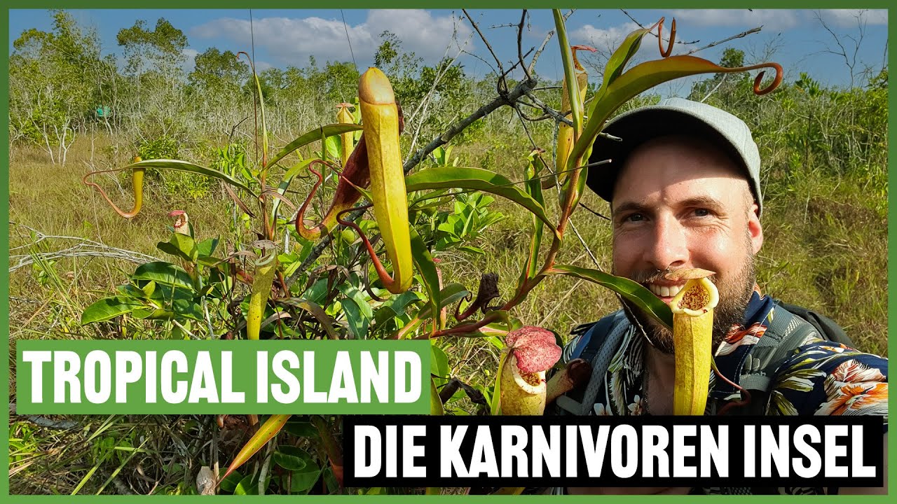 #258 Nepenthes, Drosera und Utricularia auf dieser Insel wächst einfach alles