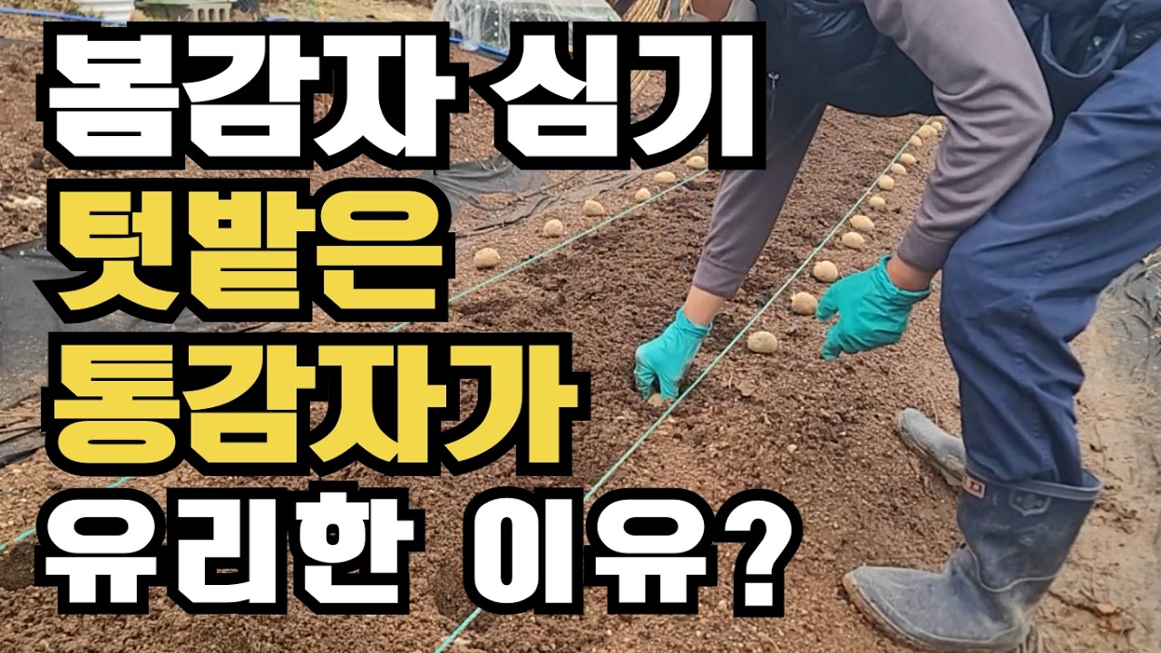 [526] 봄감자심기 대농들은 할 수 없는 텃밭 맞춤형 감자심는 방법 | 15cm 구덩이에 숨겨진 5cm의 비밀