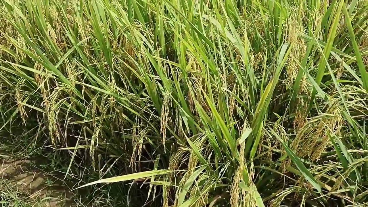 REAL HASIL PANEN SEDAYU DAN RENDEMEN BERAS PER 100 KG GABAH KERING