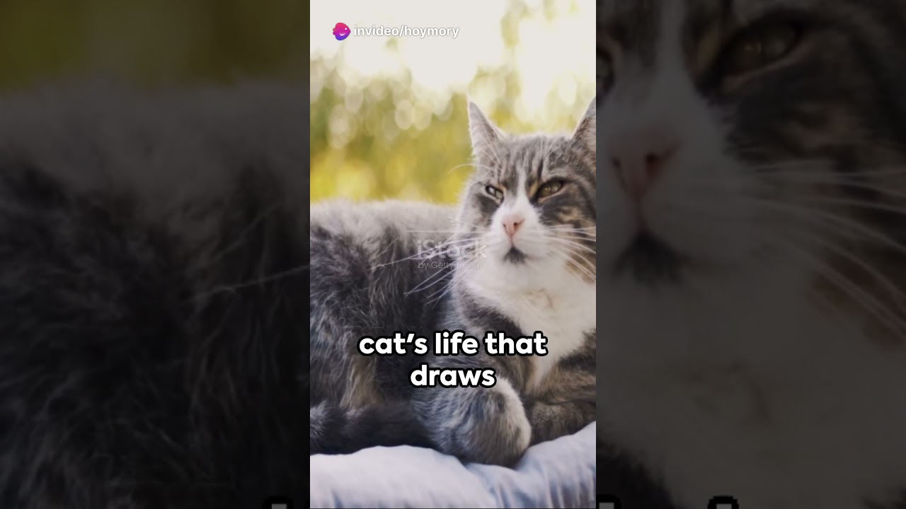 Furry Felines: The Ultimate Stress Busters