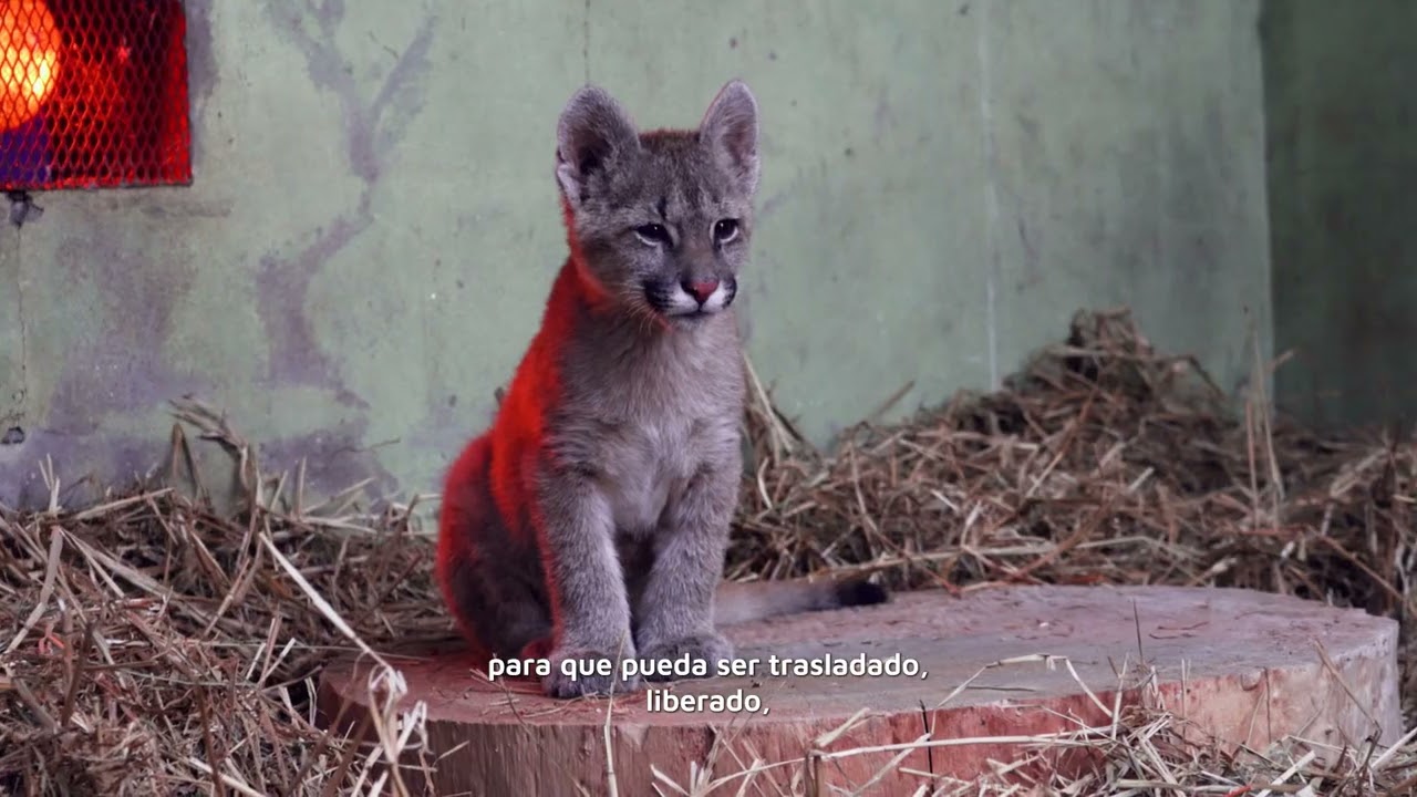 Por qué hay animales en el Parque de la Biodiversidad?