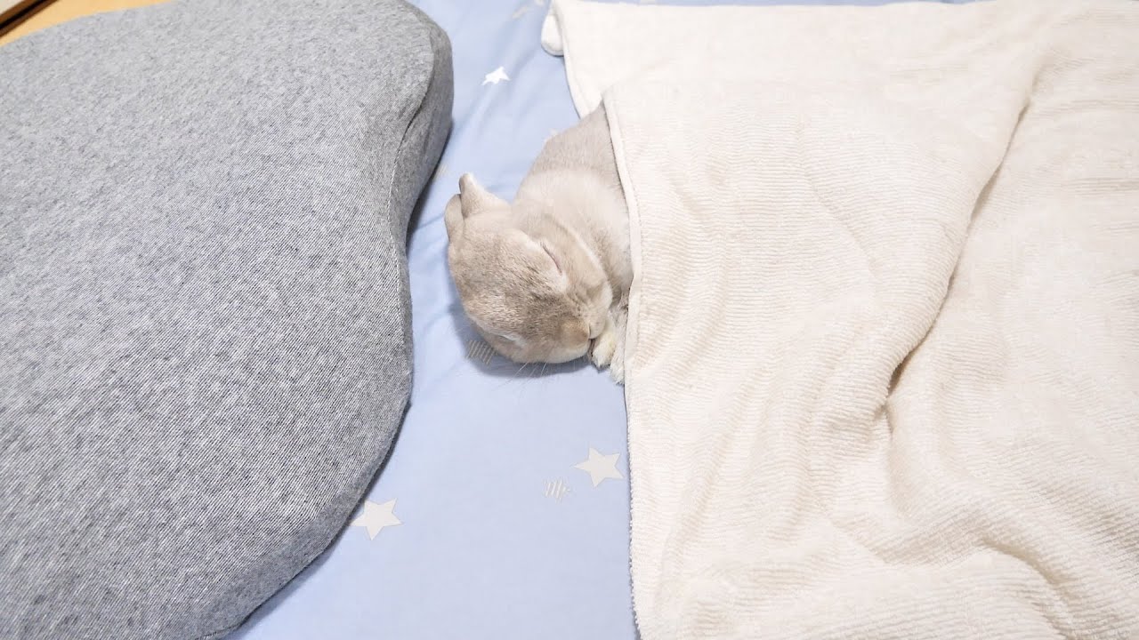 さっきまで床の上で寝ていたうさぎさん、わざわざお布団に移動して眠り直すほど睡眠にこだわりを見せる