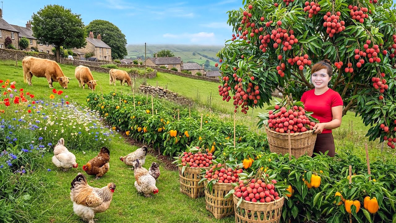 Harvesting Lychee Fruits & Goes To Market Sell - Slow ,Peaceful Life in the Vietnamese Countryside