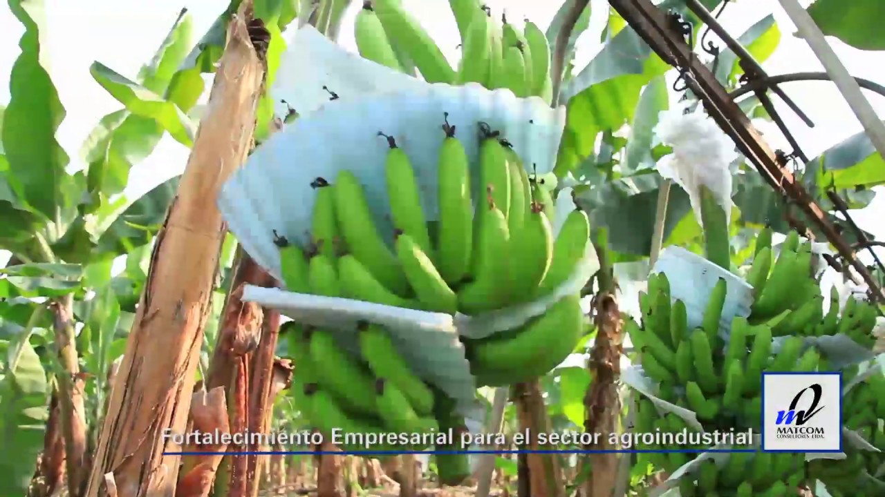 Fortalecimiento Empresarial para el Sector Agro-industrial