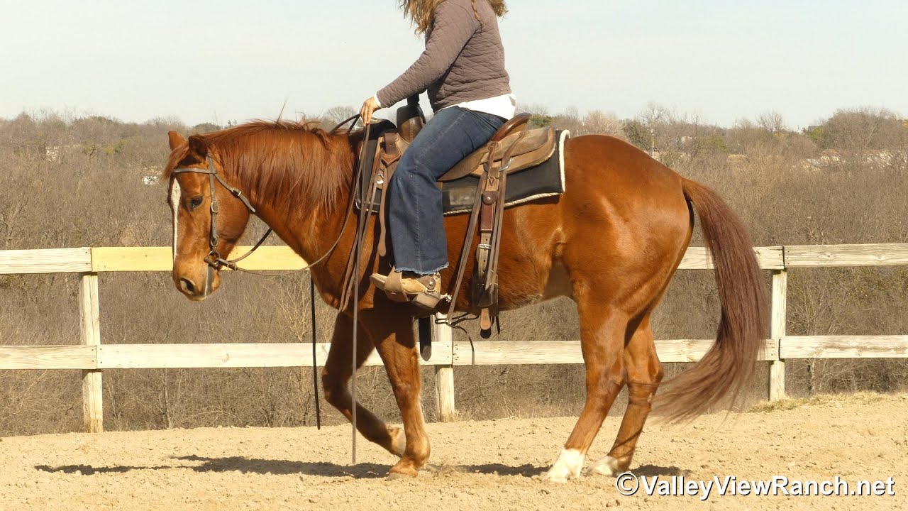 Frankly Im Smart - handsome gelding walk, trot, lope, stops, dismount! - @ValleyViewRanch