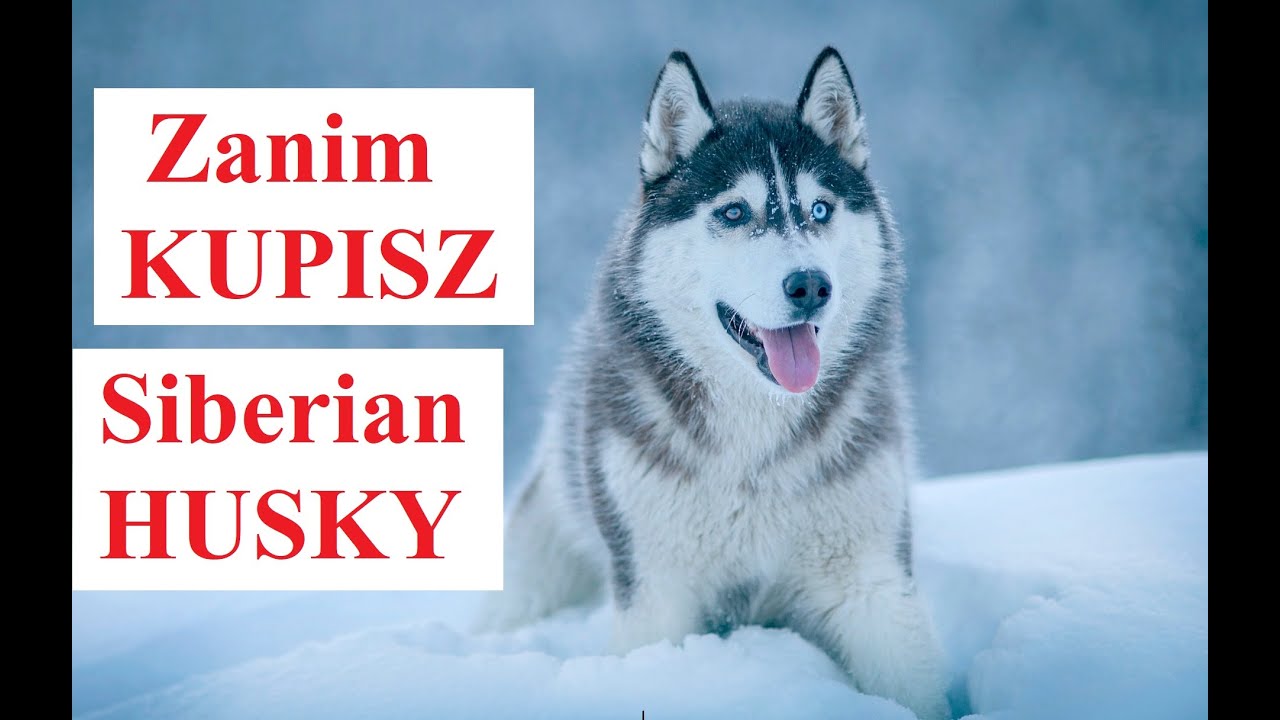 Zanim Kupisz Siberian HUSKY