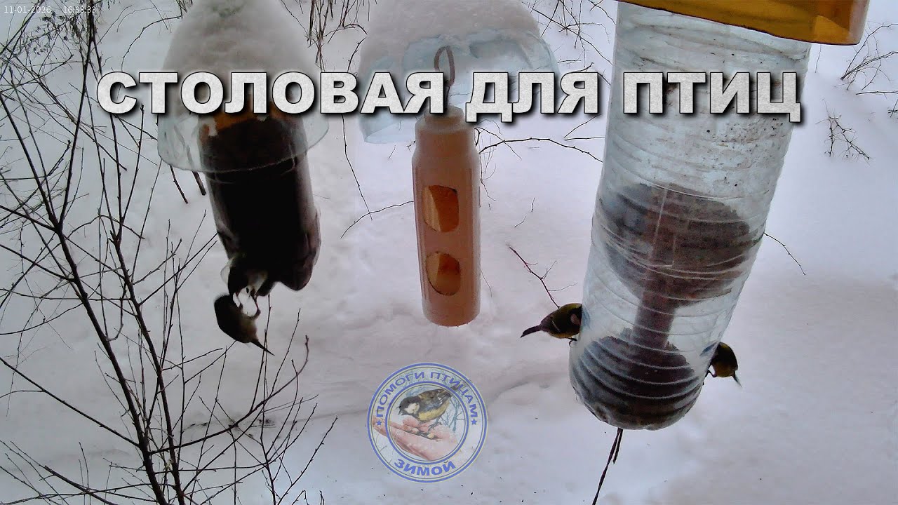 Кормушка для птиц 11 января 2026 года (12)