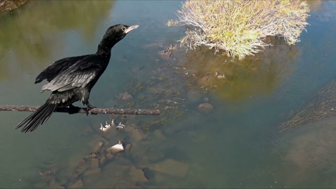 Живите богатства на река Марица в Пловдив - The living treasures of the Maritsa River in Plovdiv