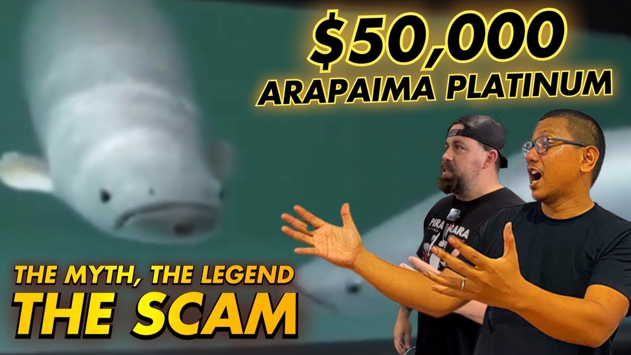 ARAPAIMA PLATINUM = BIGGEST SCAM EVER ?? - @Predatory Fins