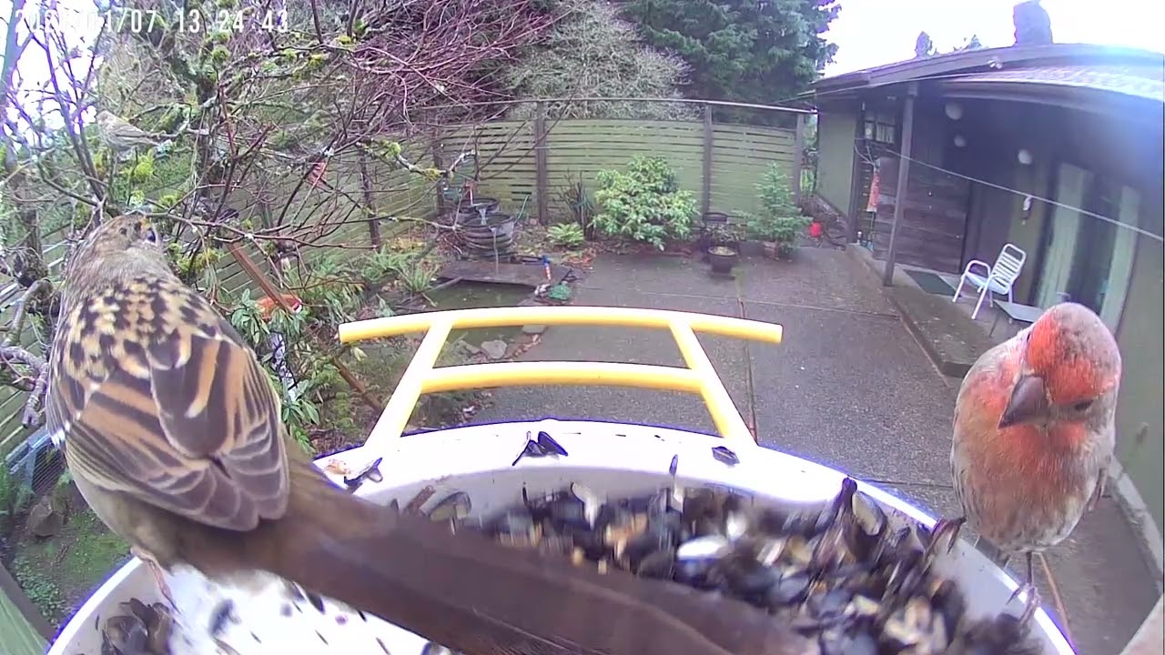 New birds 
