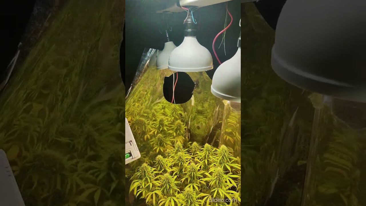 Galponeras Indoor Growing Flowering 💡🌿 #Cannabis #Galponera #CultivoIndoor Like for more, Like para+