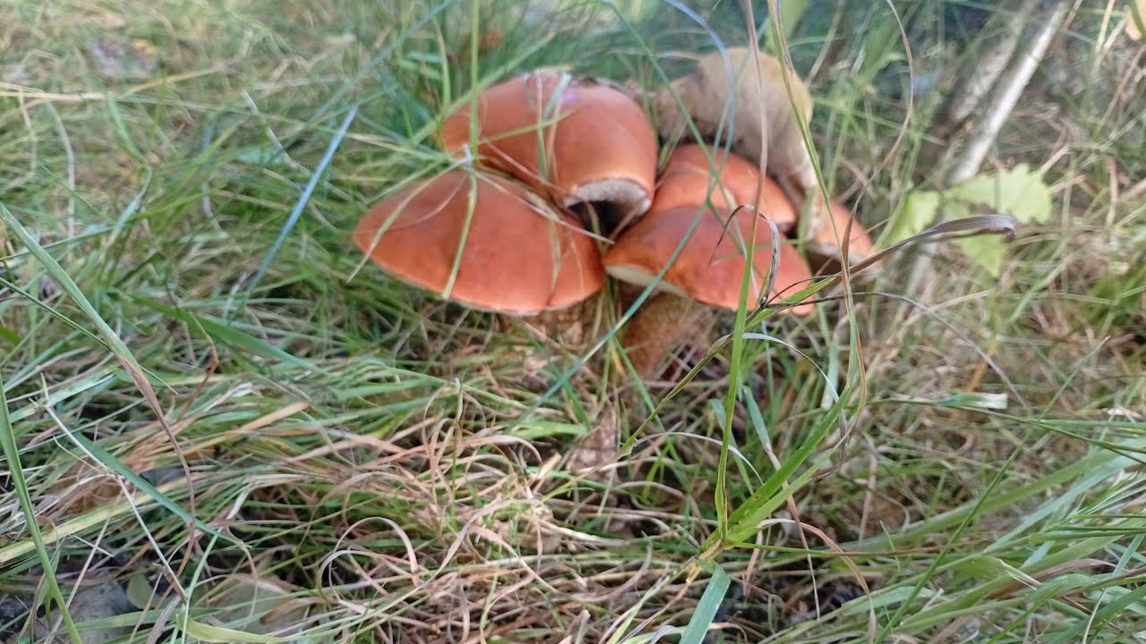 Лесные дары радуют🍁🍁🍁