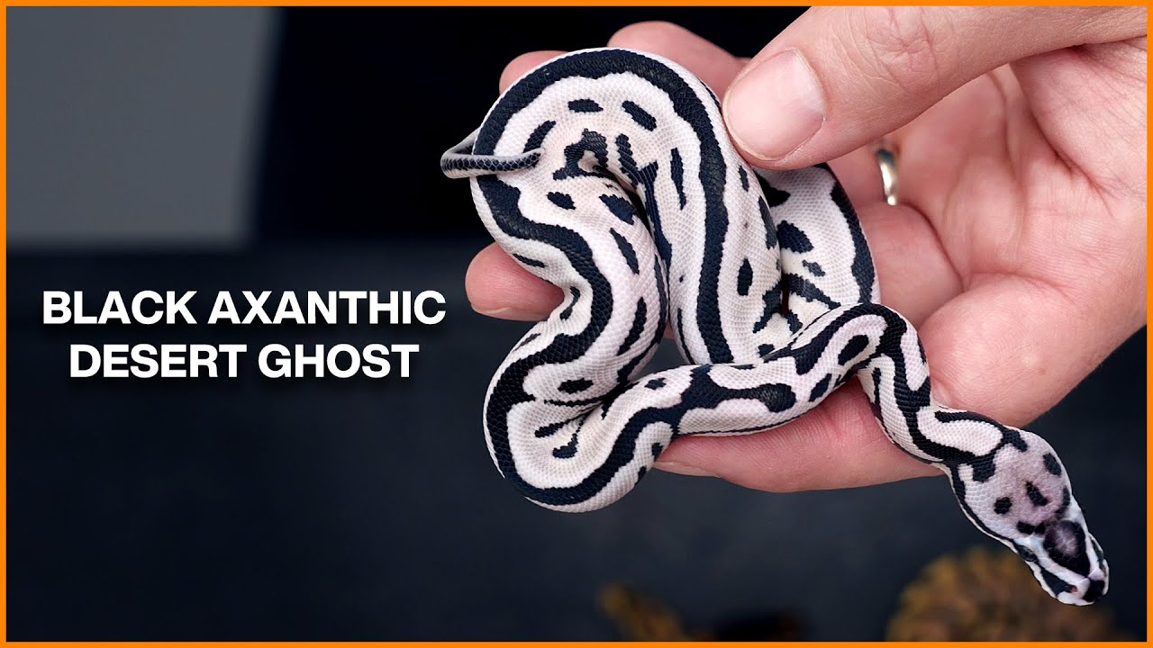NEW Black and White Ball Pythons!