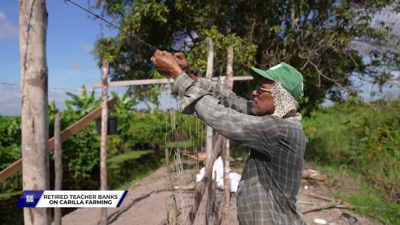 RETIRED TEACHER BANKS ON CARILLA FARMING